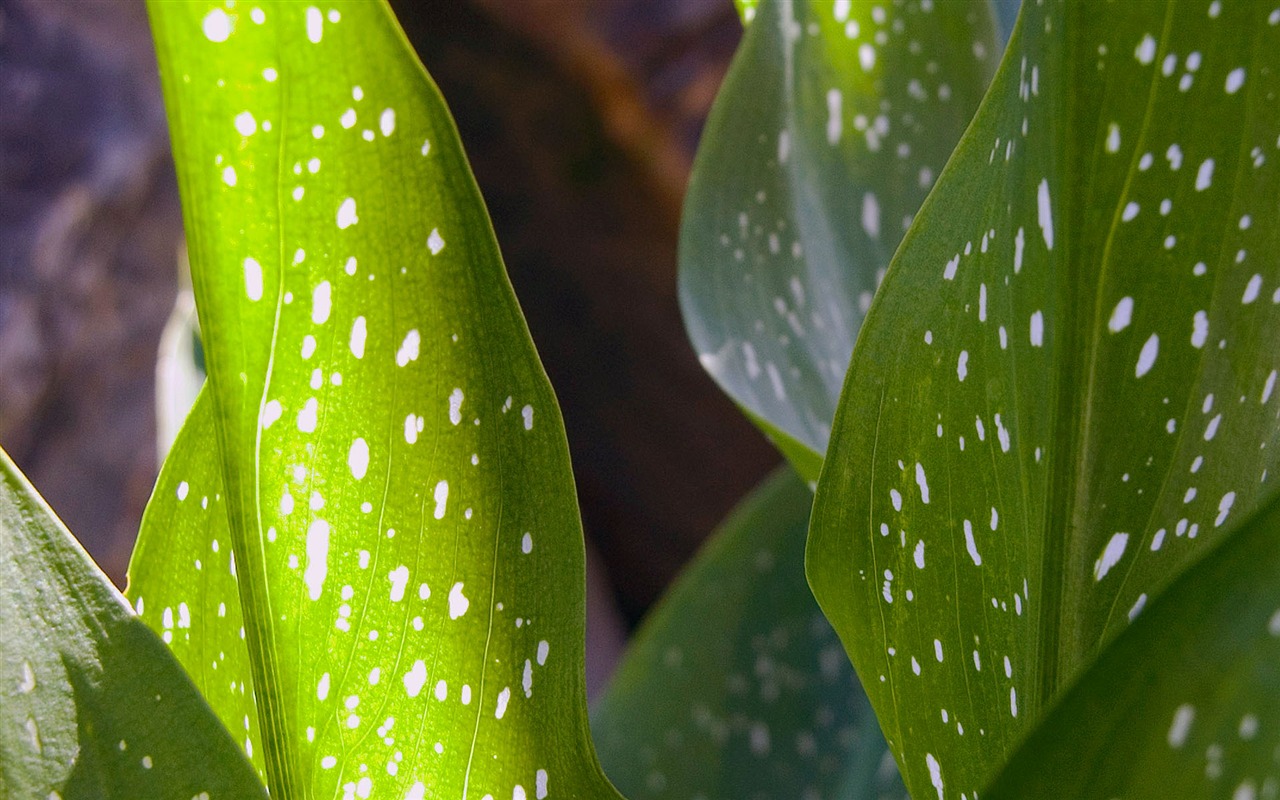 Étrangères papier peint feuille photographie vert (1) #19 - 1280x800