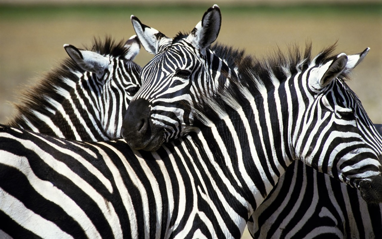 Fond d'écran photo Zebra #2 - 1280x800