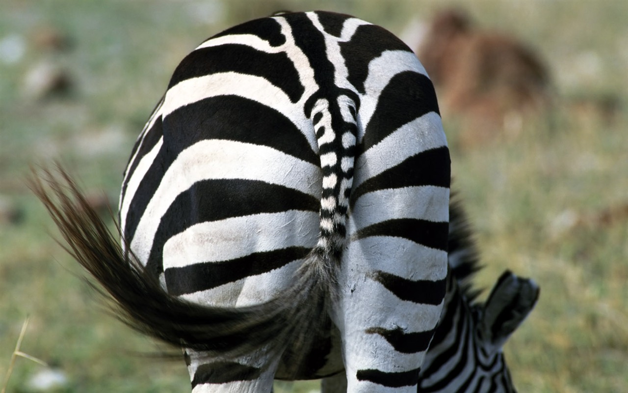 Zebra Фото обои #9 - 1280x800