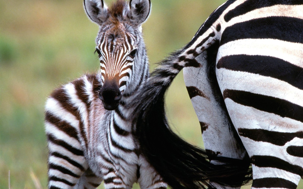 Zebra Фото обои #22 - 1280x800