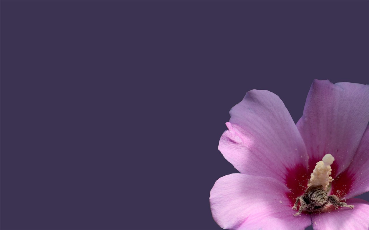 Amor Abeja Flor fondo de pantalla (3) #4 - 1280x800
