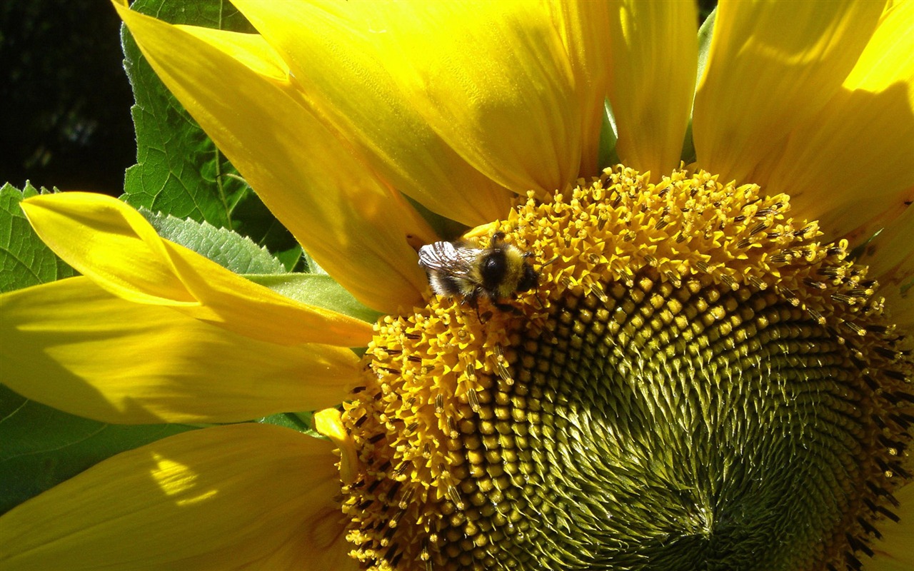 Amor Abeja Flor fondo de pantalla (3) #17 - 1280x800