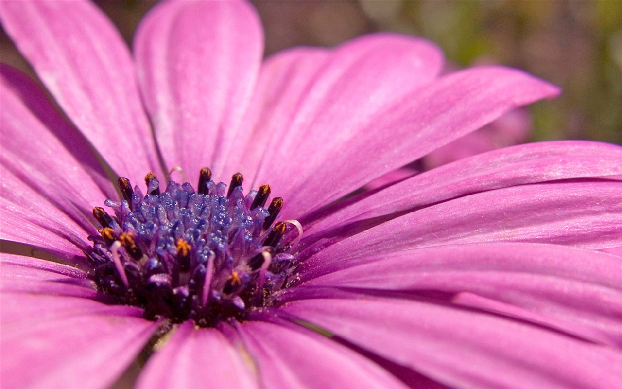 外国人の写真の花の壁紙 #14 - 1280x800