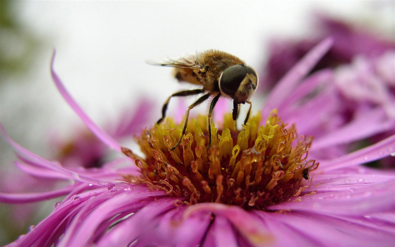 Láska Bee Květinové tapetu (4) #3 - 1280x800