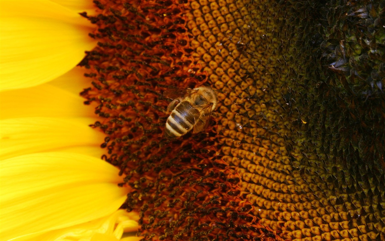 Láska Bee Květinové tapetu (4) #6 - 1280x800