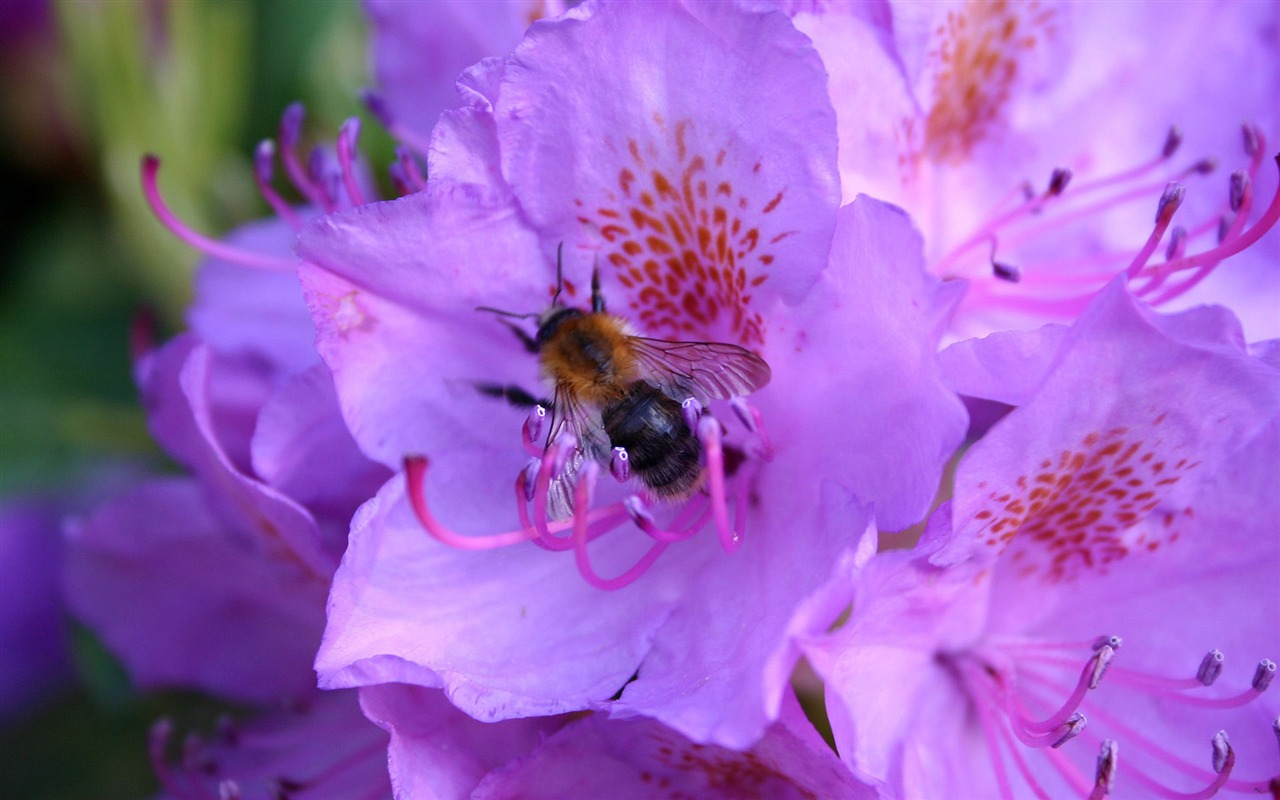 Láska Bee Květinové tapetu (4) #9 - 1280x800