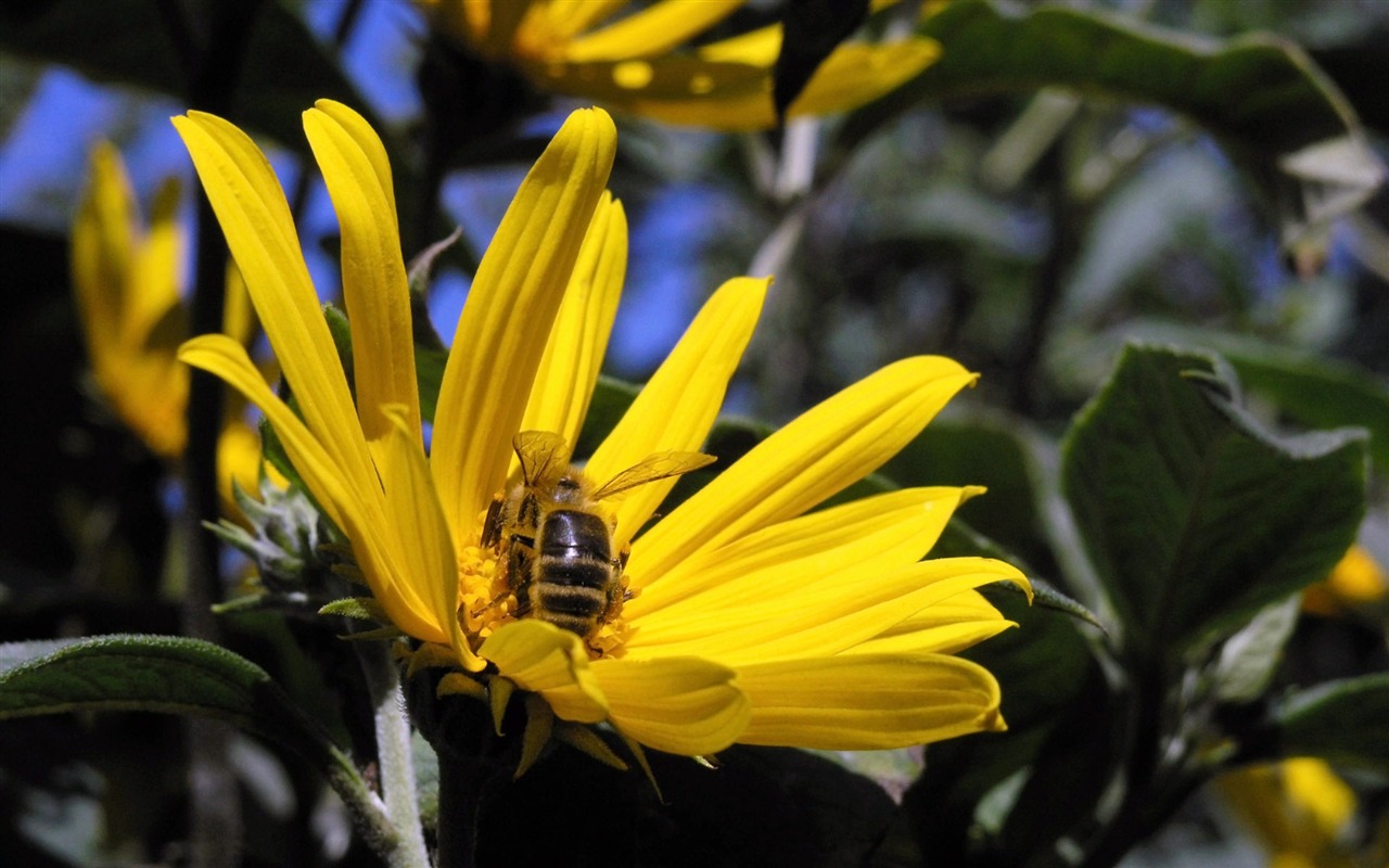 Láska Bee Květinové tapetu (4) #10 - 1280x800