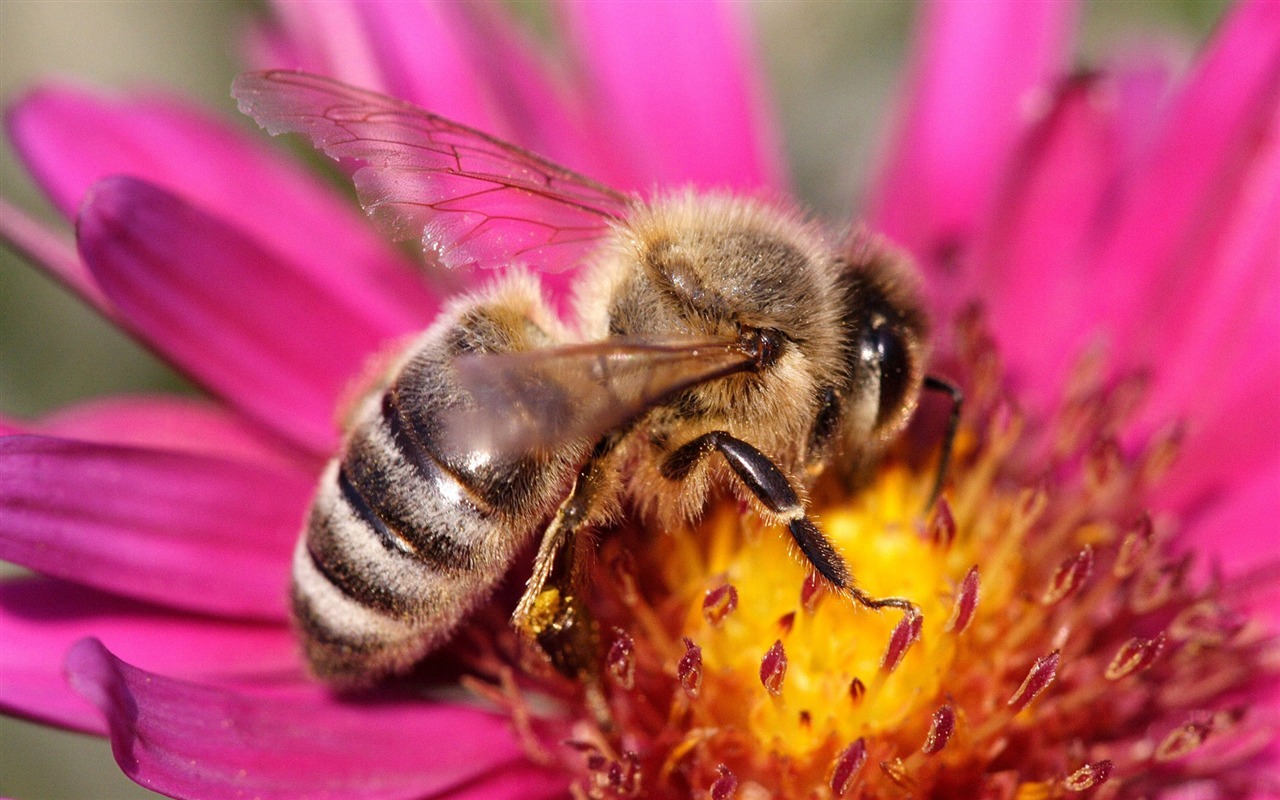Láska Bee Květinové tapetu (4) #11 - 1280x800