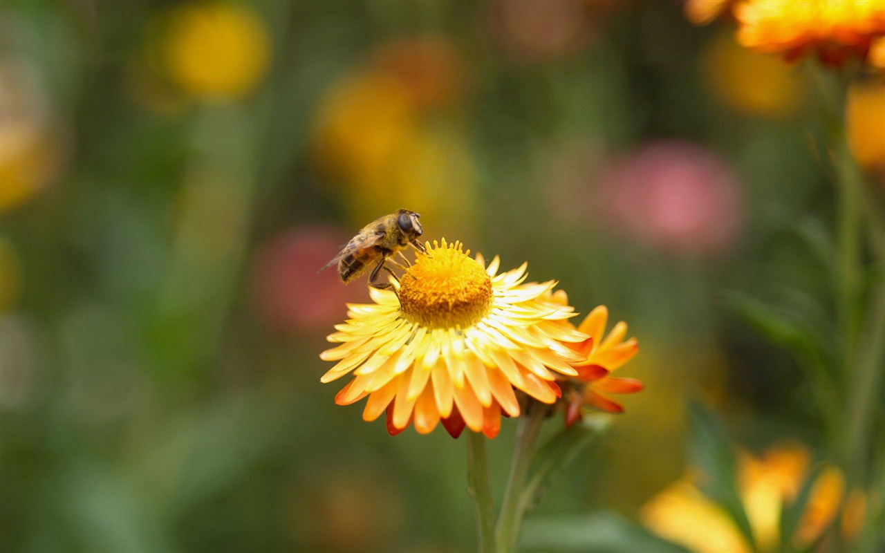 Love Bee Flower Wallpaper (4) #15 - 1280x800