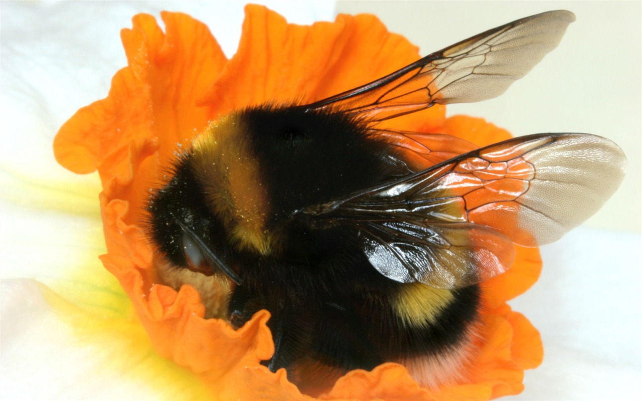 Láska Bee Květinové tapetu (4) #17 - 1280x800