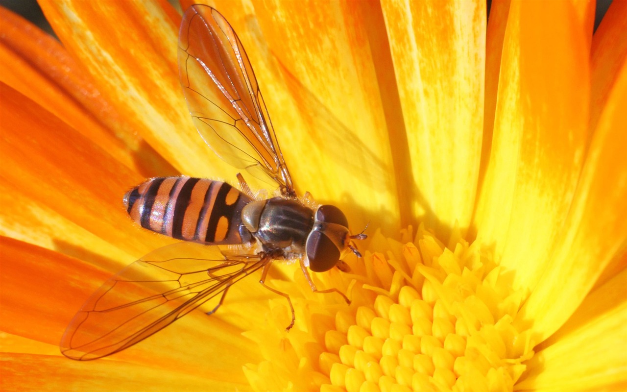 Láska Bee Květinové tapetu (4) #19 - 1280x800
