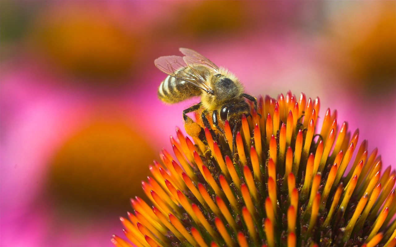 Láska Bee Květinové tapetu (4) #20 - 1280x800