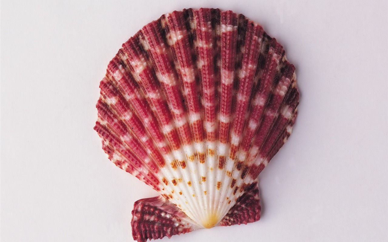 贝壳海螺壁纸专辑(二)2 - 1280x800