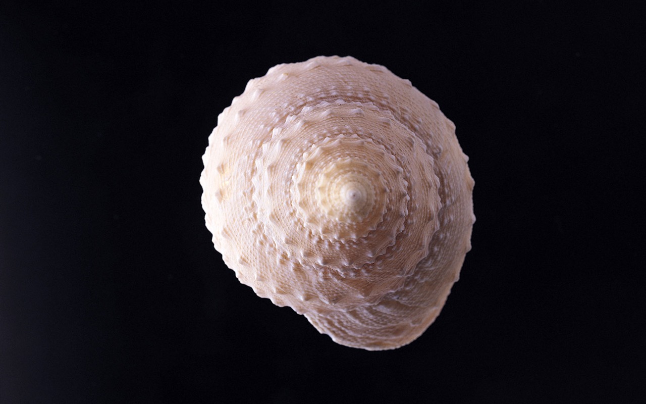 贝壳海螺壁纸专辑(二)3 - 1280x800