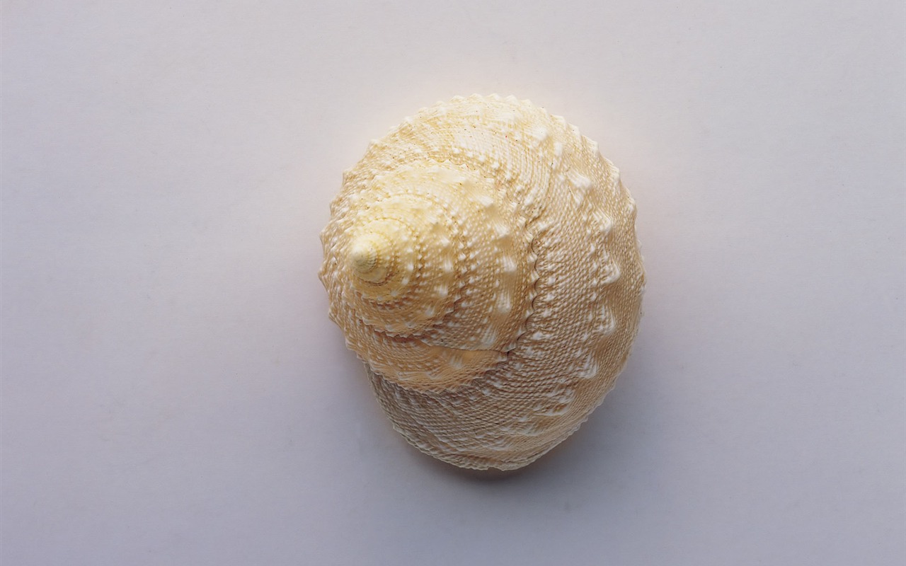 贝壳海螺壁纸专辑(二)9 - 1280x800