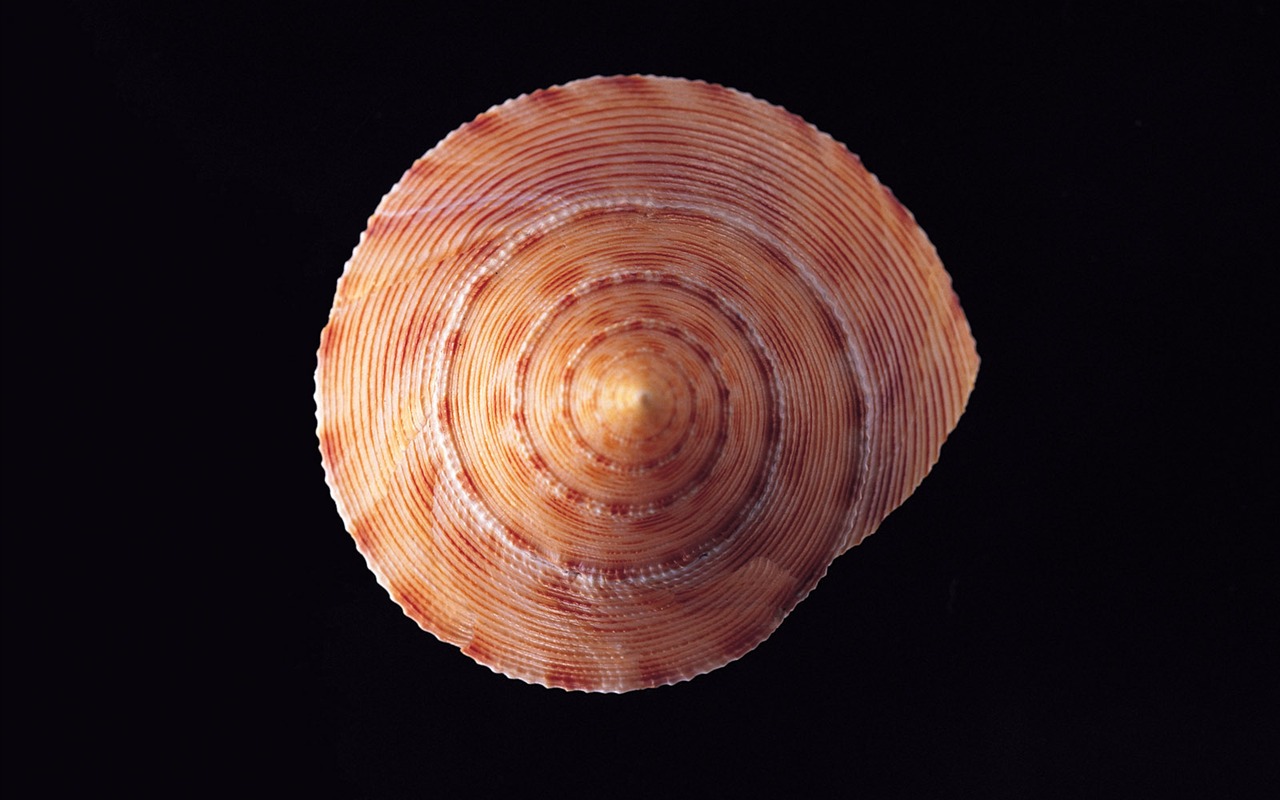 贝壳海螺壁纸专辑(二)12 - 1280x800