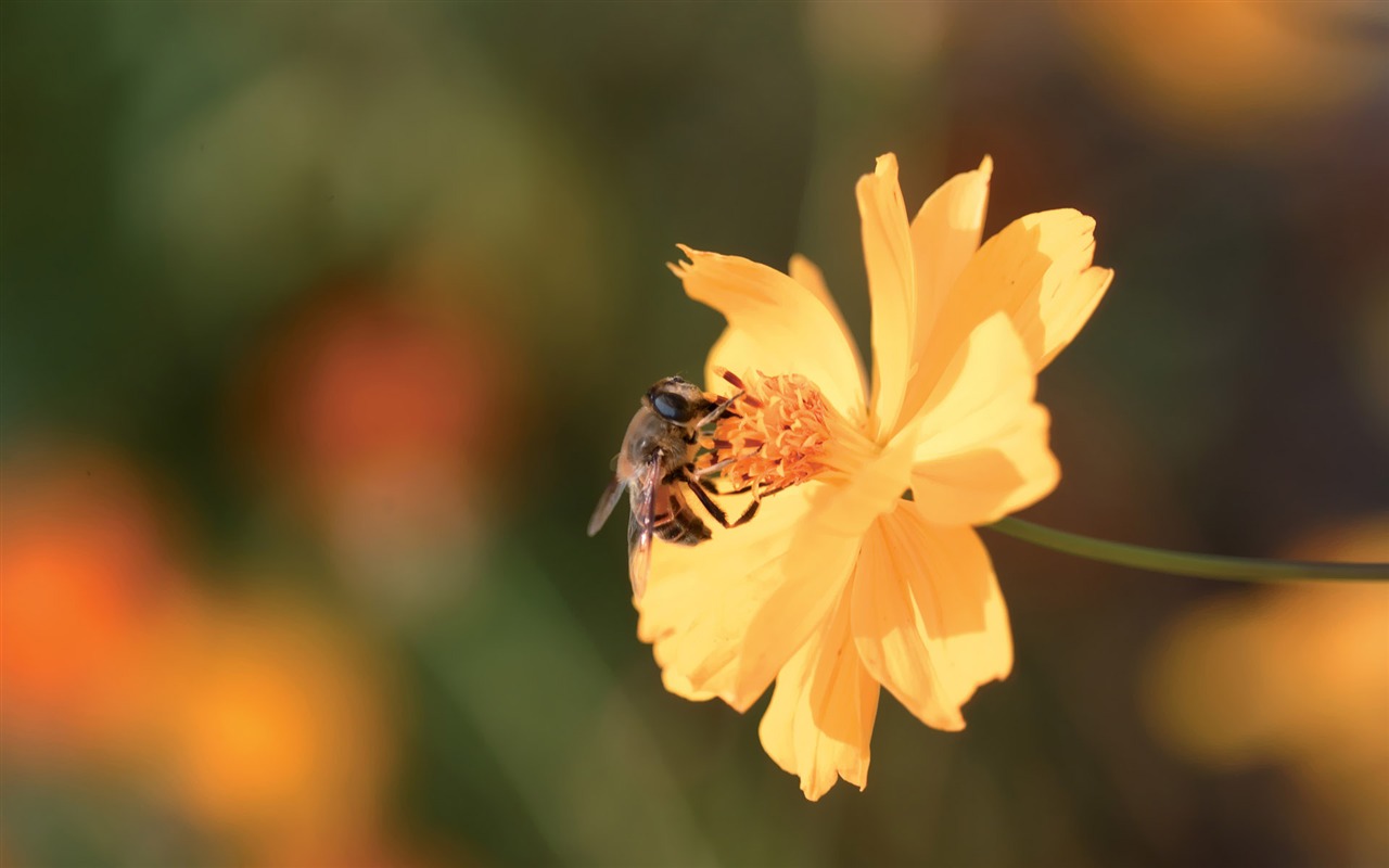 Corea del Sur Flores de papel de alta definición #2 - 1280x800