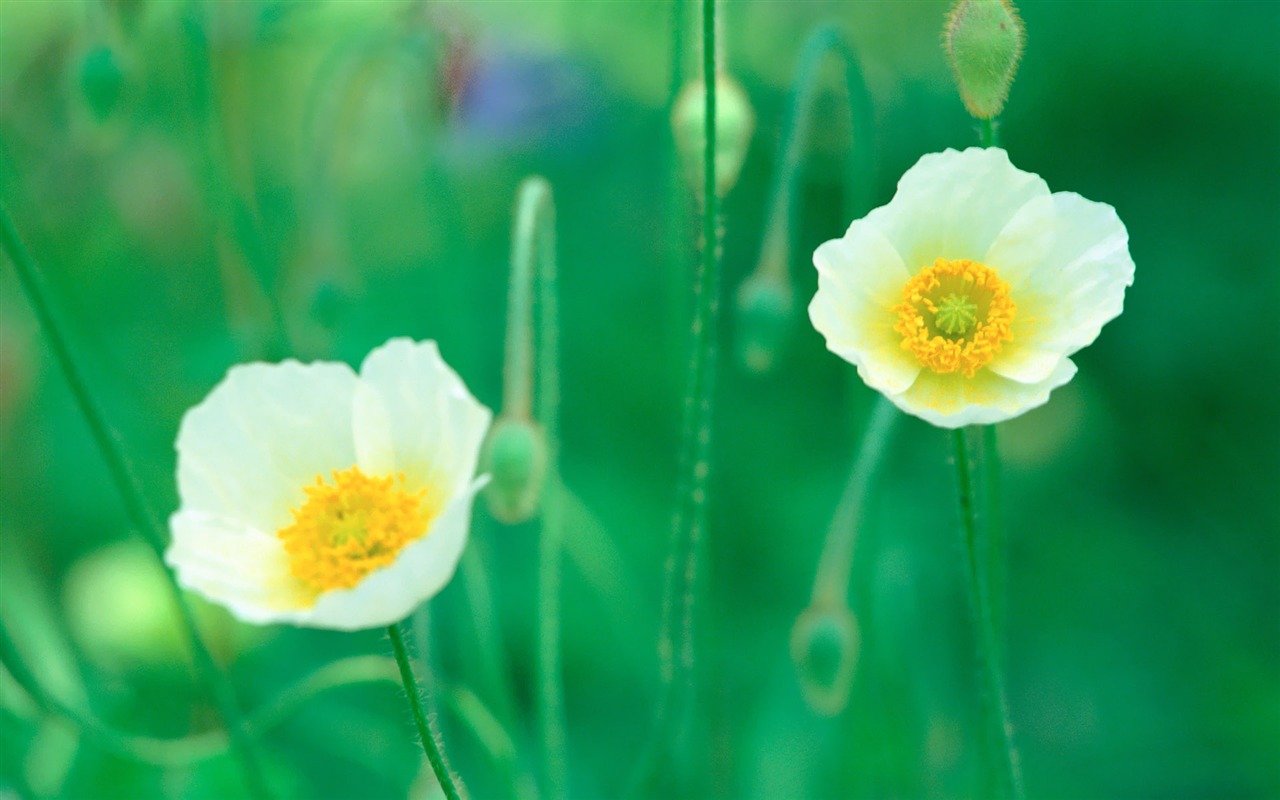 Fleurs Corée du Sud HD Livre #9 - 1280x800