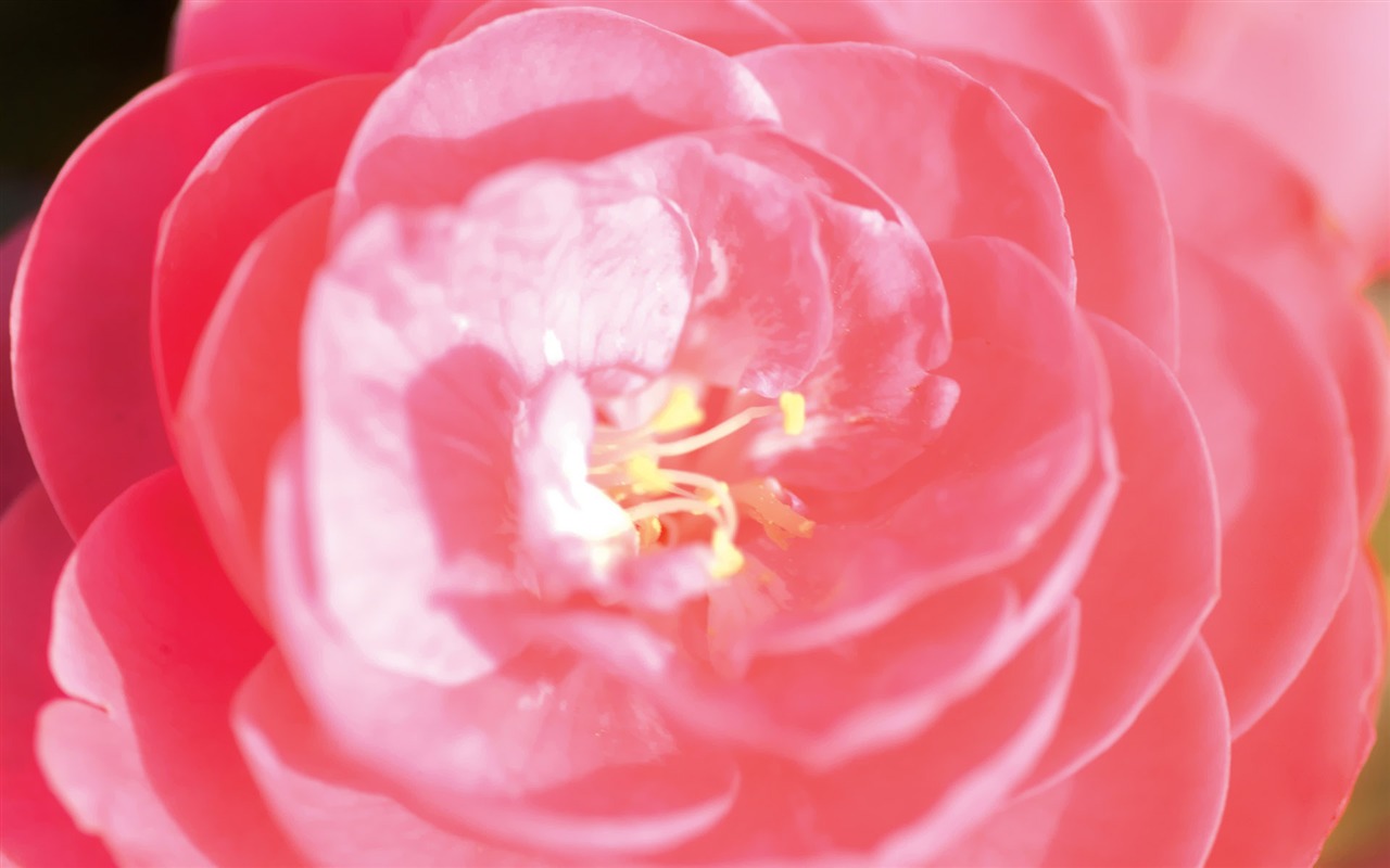 韩国花卉摄影高清纸17 - 1280x800