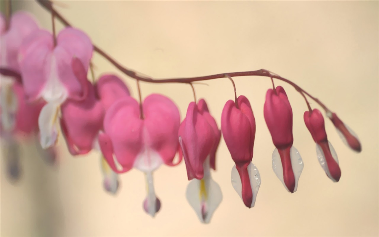 韩国花卉摄影高清纸19 - 1280x800