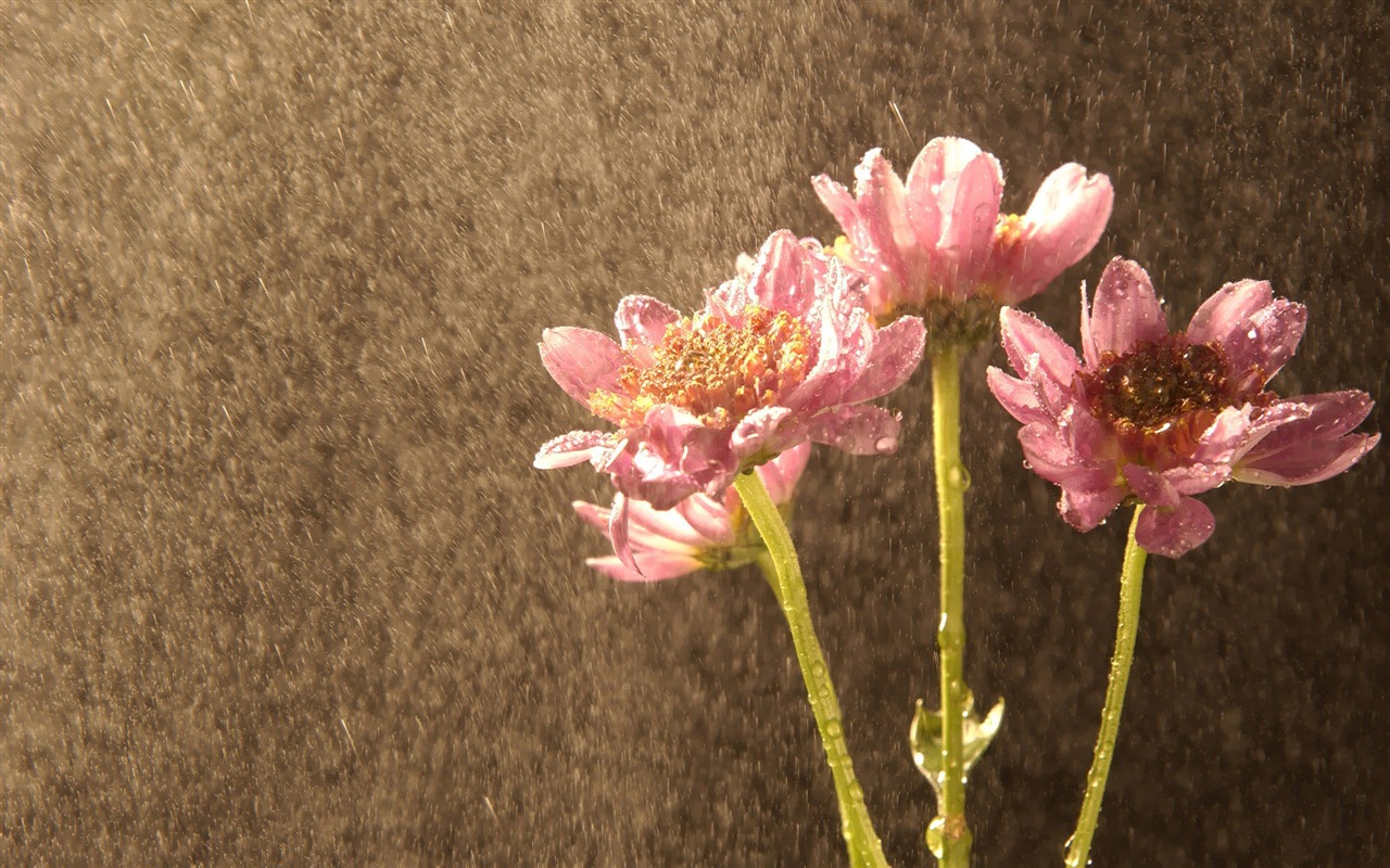 韩国花卉摄影高清纸31 - 1280x800
