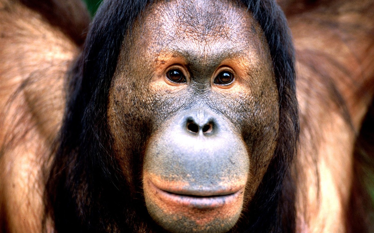 Monkey orangutan wallpaper (1) #8 - 1280x800