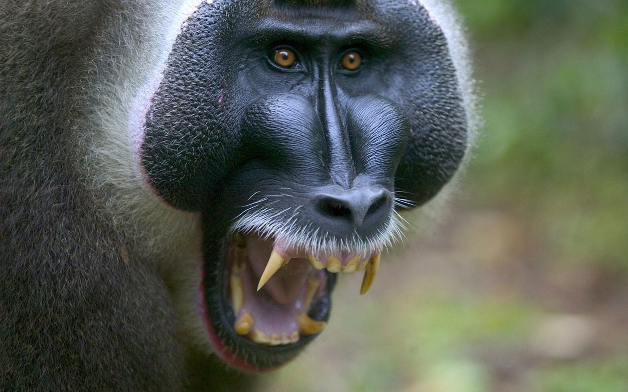 Fond d'écran orang-outan singe (1) #9 - 1280x800