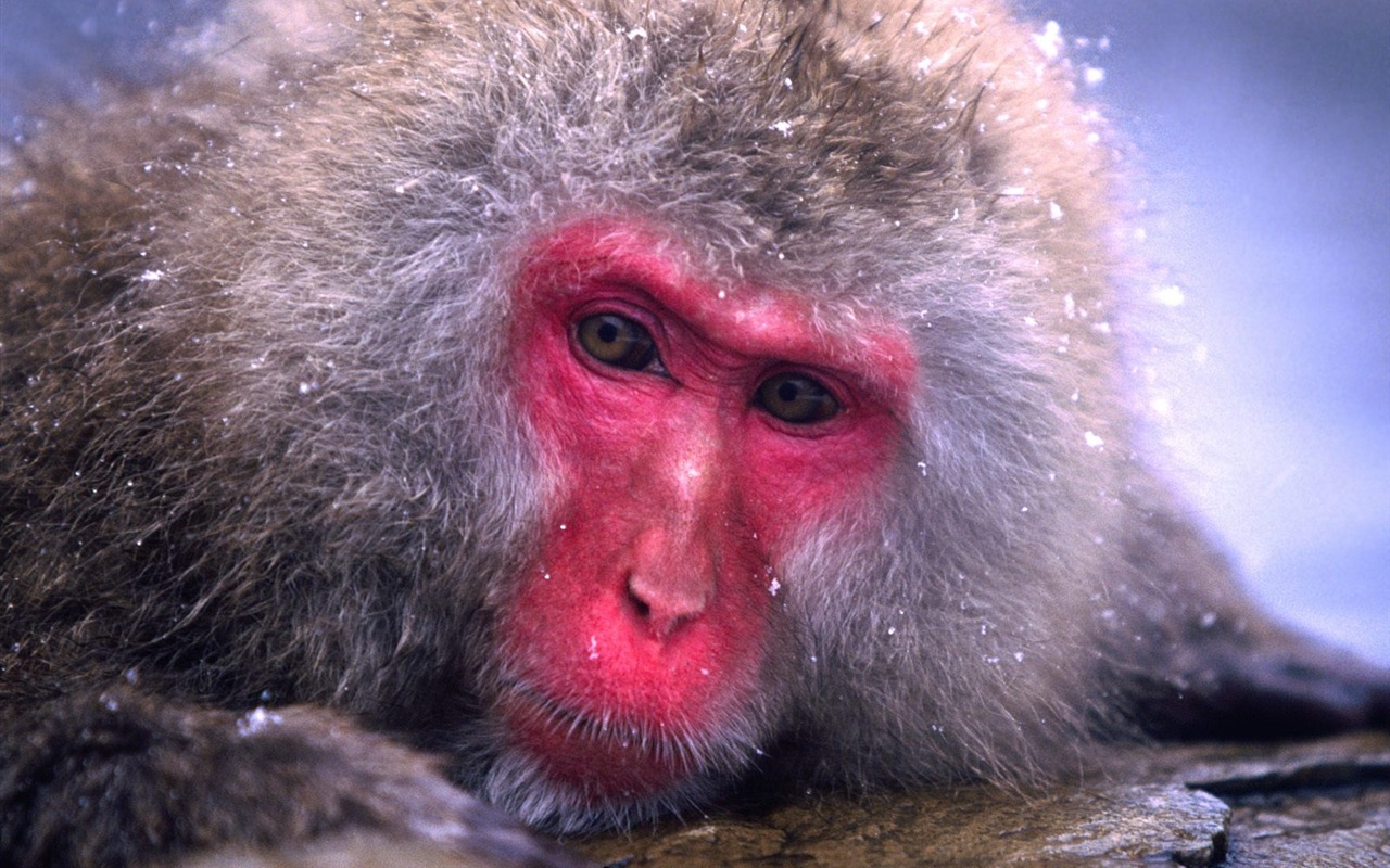 Fond d'écran orang-outan singe (1) #14 - 1280x800