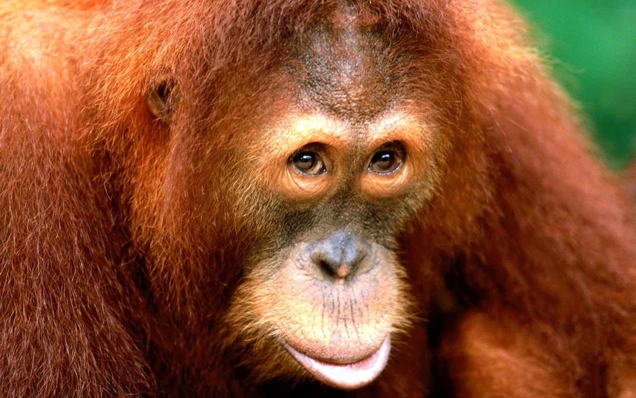 Monkey orangutan wallpaper (1) #16 - 1280x800
