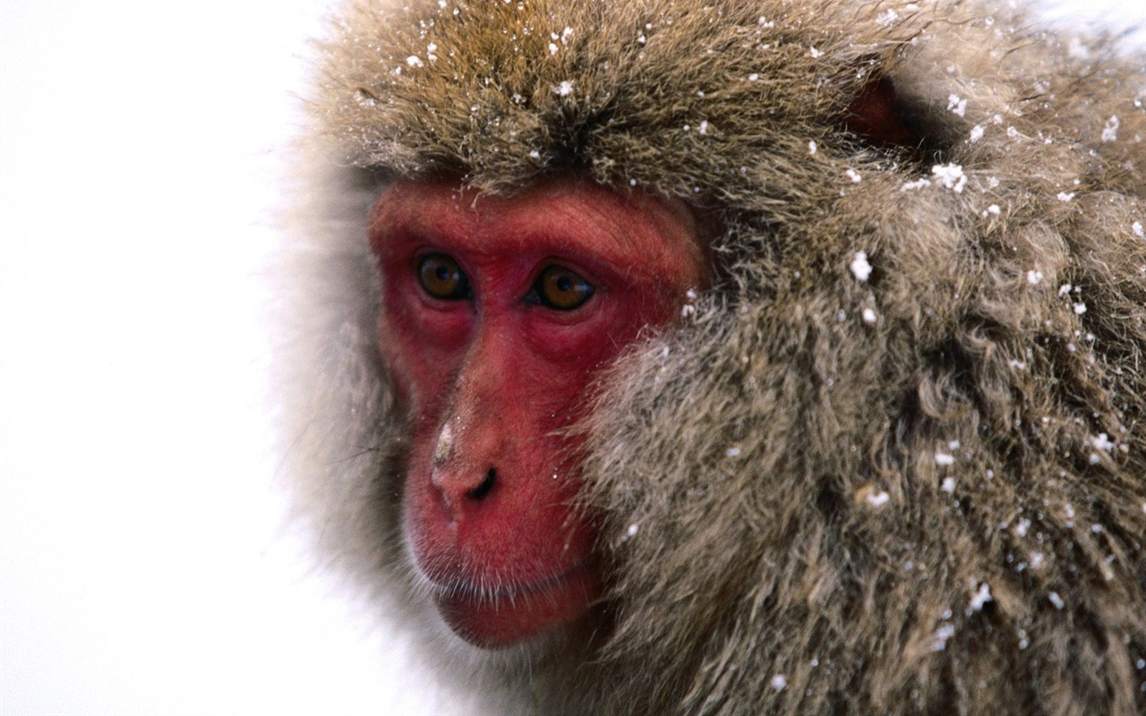 Fond d'écran orang-outan singe (1) #17 - 1280x800