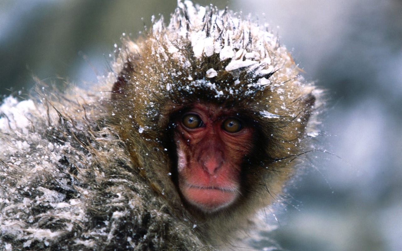 Fond d'écran orang-outan singe (1) #19 - 1280x800