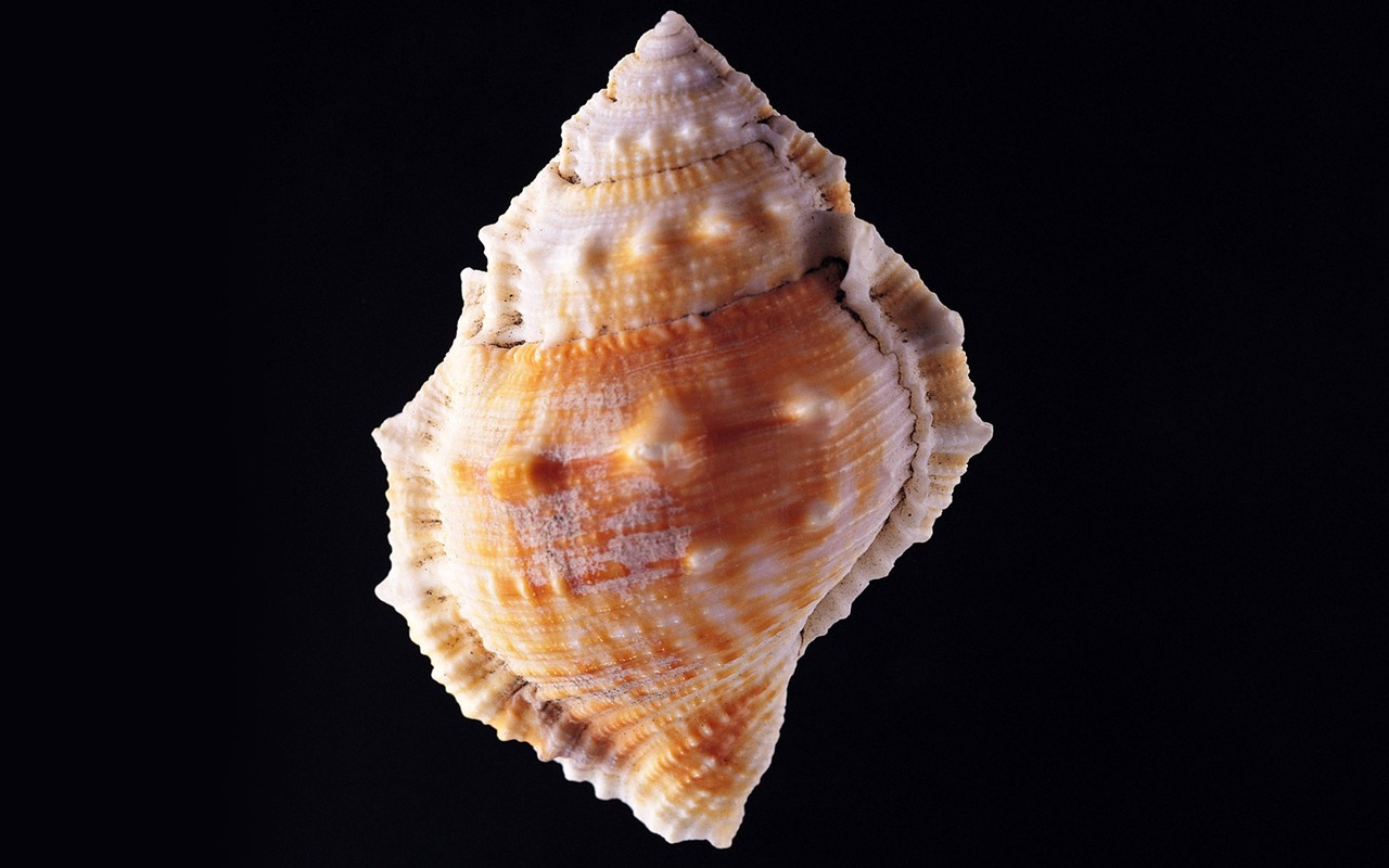 贝壳海螺壁纸专辑(三)12 - 1280x800