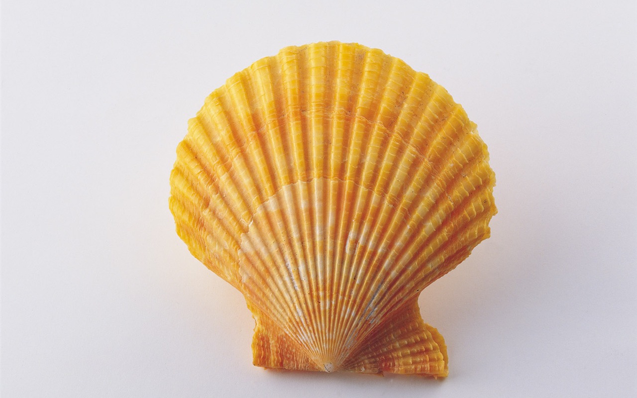 贝壳海螺壁纸专辑(三)16 - 1280x800