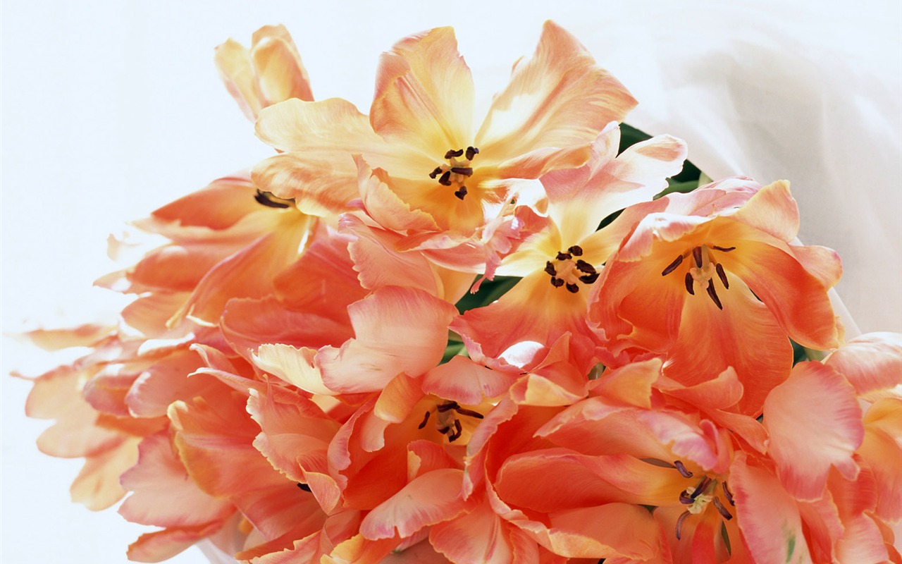 Flowers Widescreen Wallpaper #11 - 1280x800