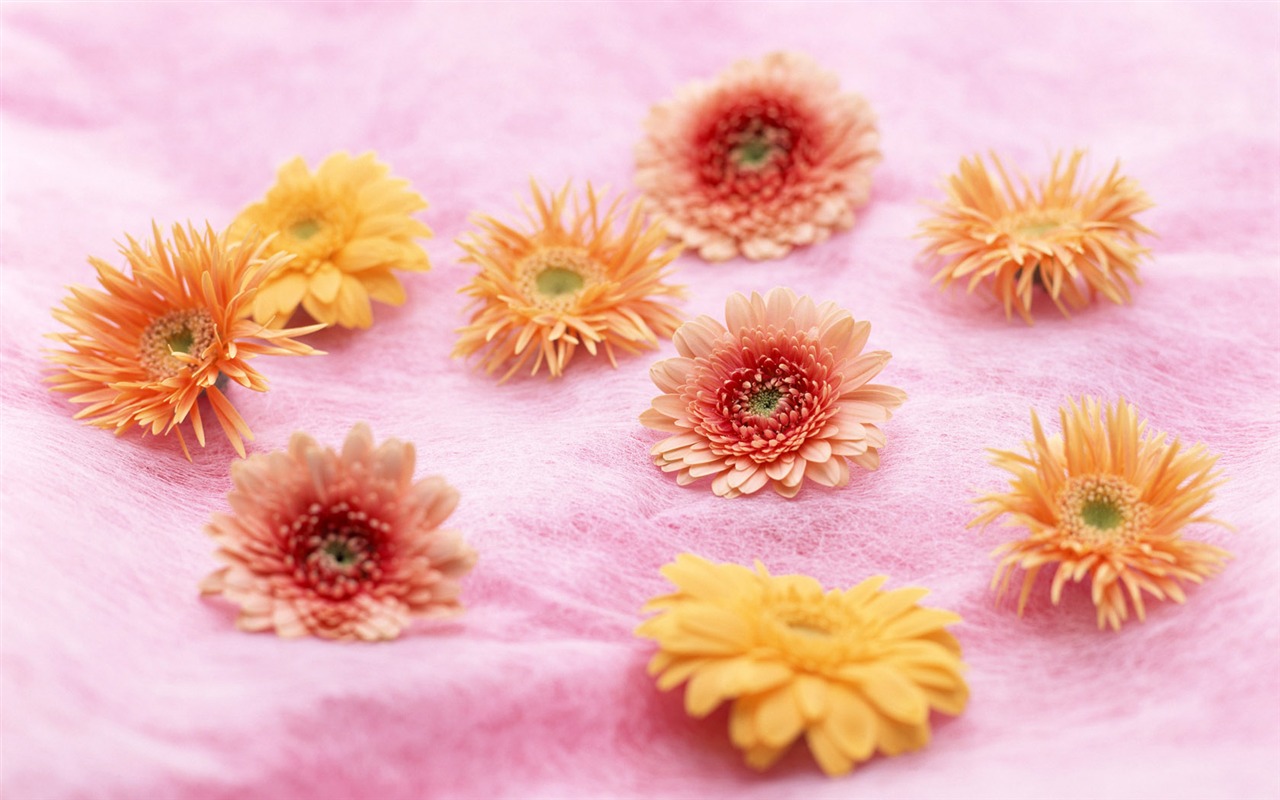 Flowers Widescreen Wallpaper #12 - 1280x800