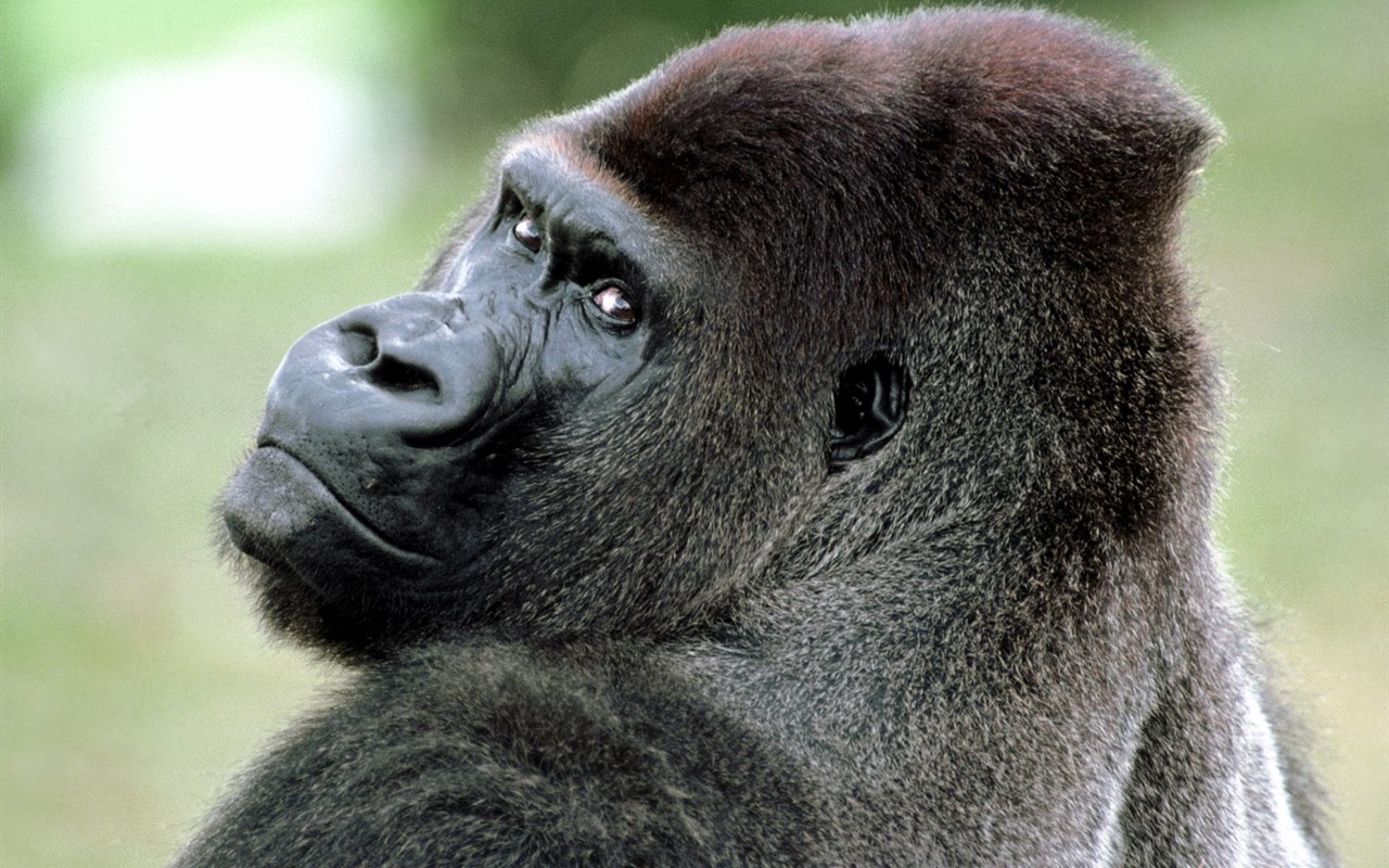 Monkey orangutan tapetu (2) #9 - 1280x800