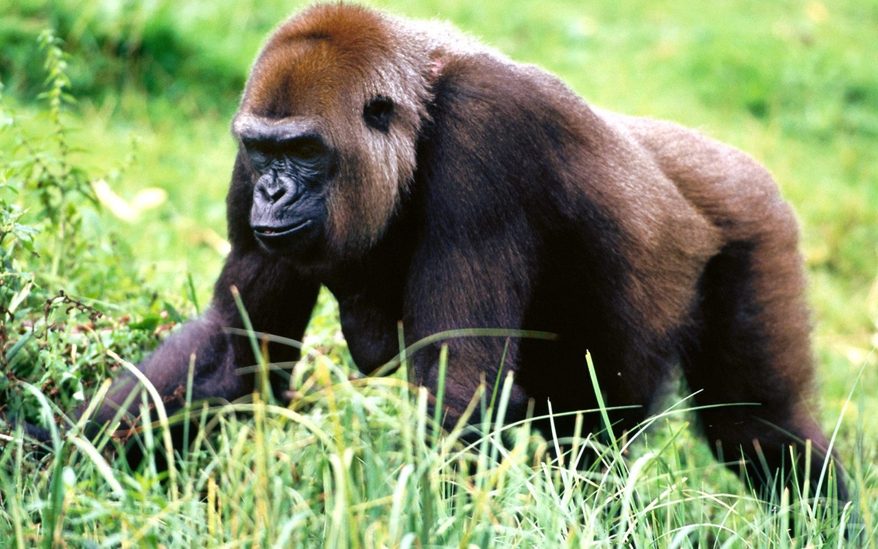 Monkey orangutan tapetu (2) #12 - 1280x800