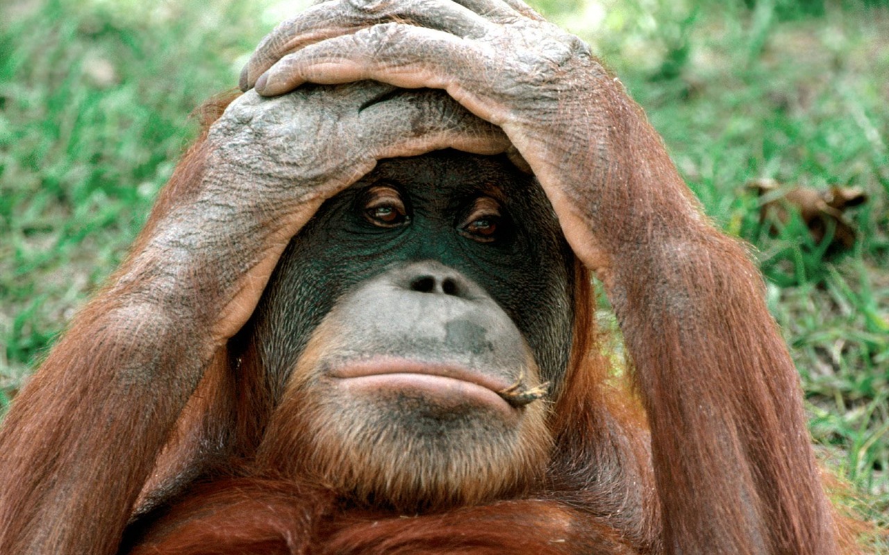 Mono fondos de escritorio de orangután (2) #13 - 1280x800