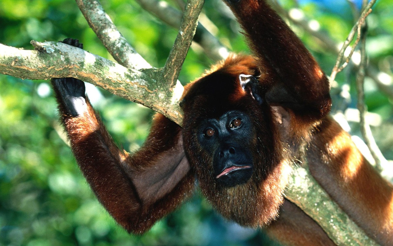 Monkey орангутанга обои (2) #15 - 1280x800