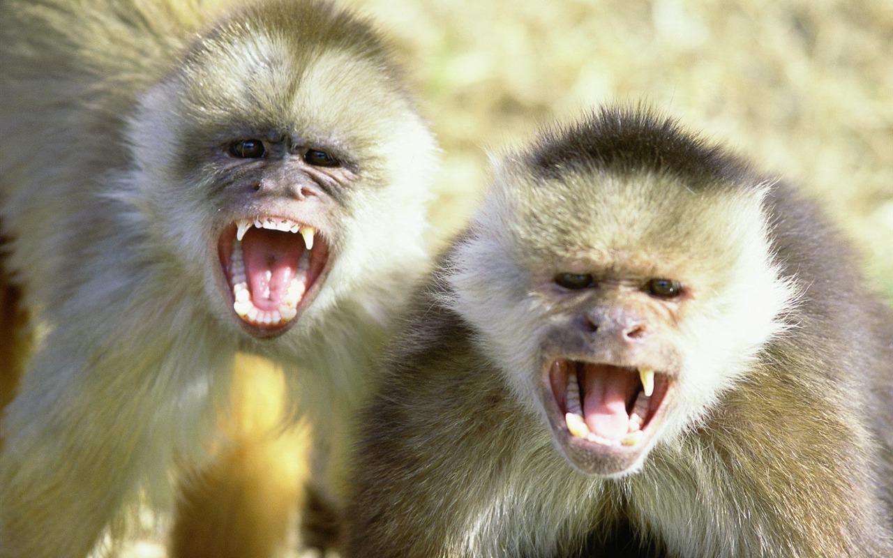 Monkey орангутанга обои (2) #20 - 1280x800