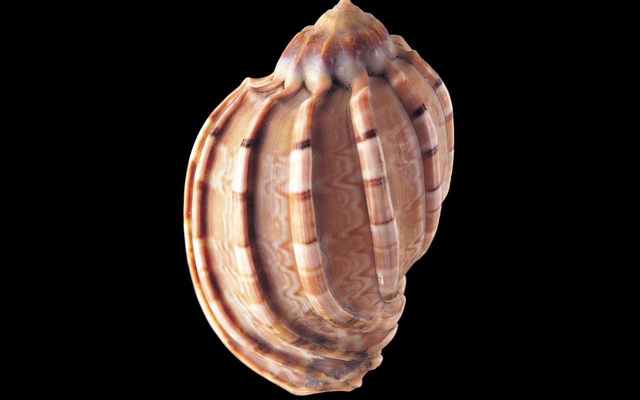 Conch Shell album fonds d'écran (4) #2 - 1280x800