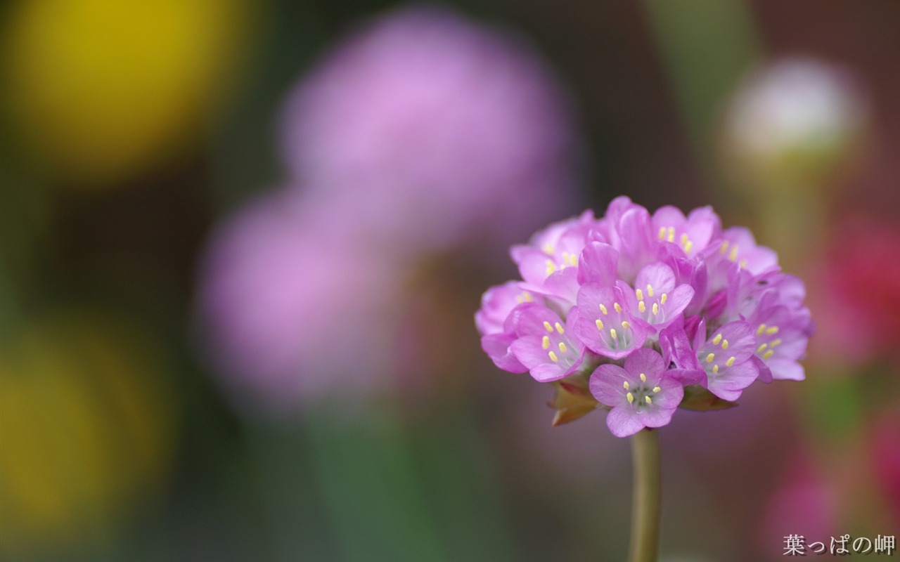 Personnels d'écran Fleurs (2) #8 - 1280x800