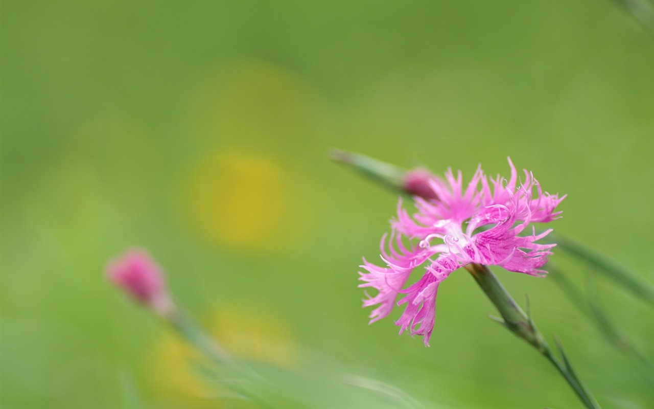 個人の花の壁紙(2) #13 - 1280x800