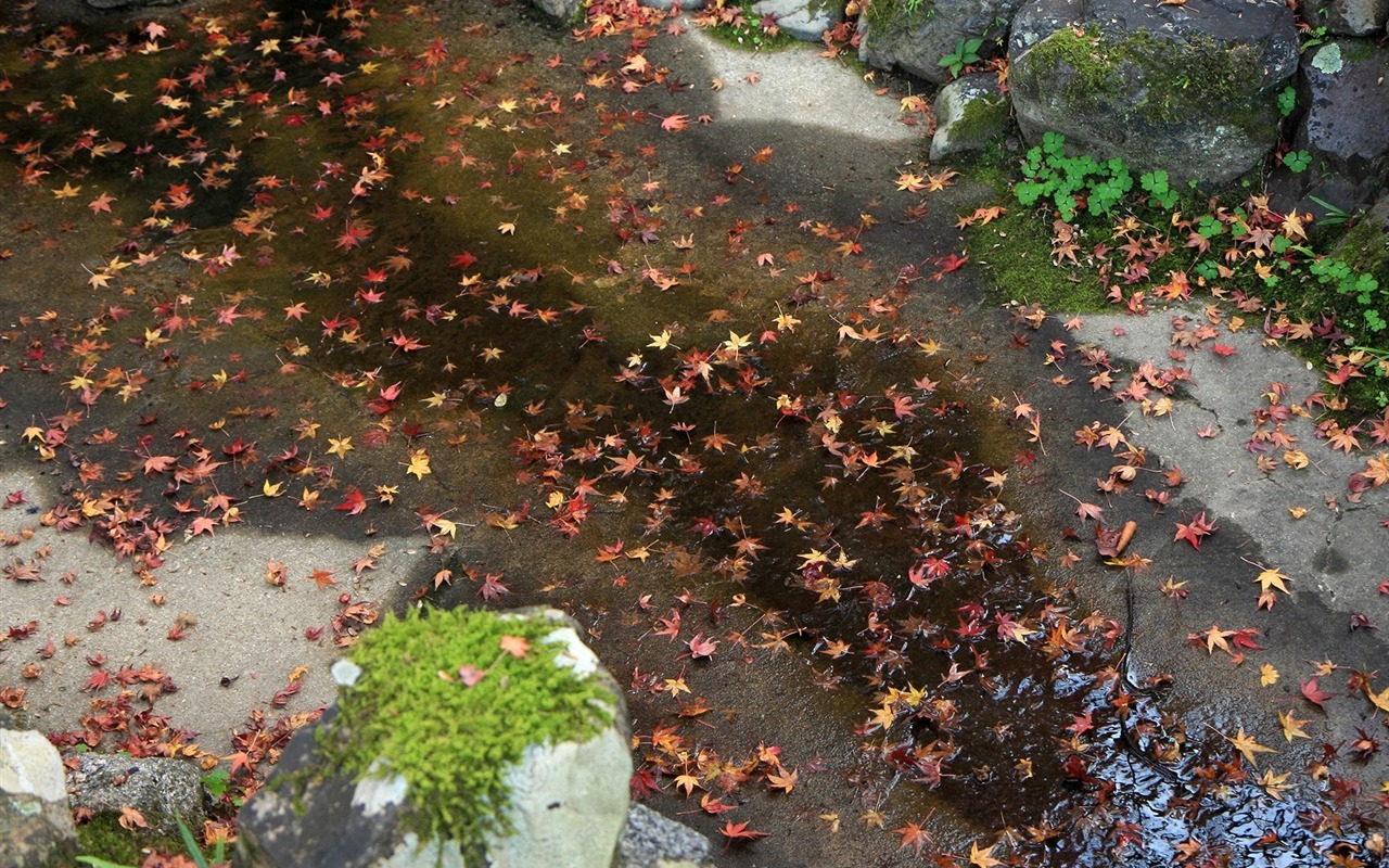 Maple Leaf Tapete gepflasterten Weg #2 - 1280x800
