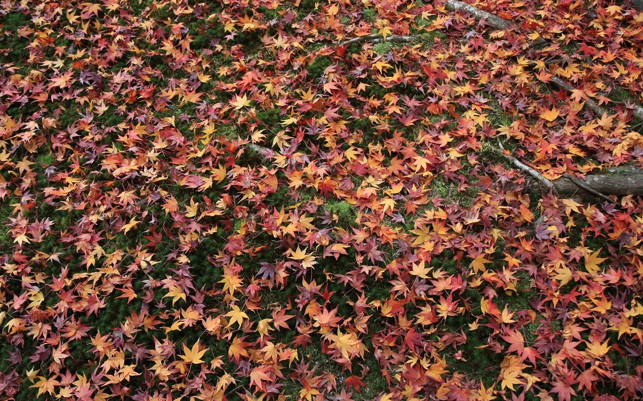 Maple Leaf Tapete gepflasterten Weg #11 - 1280x800