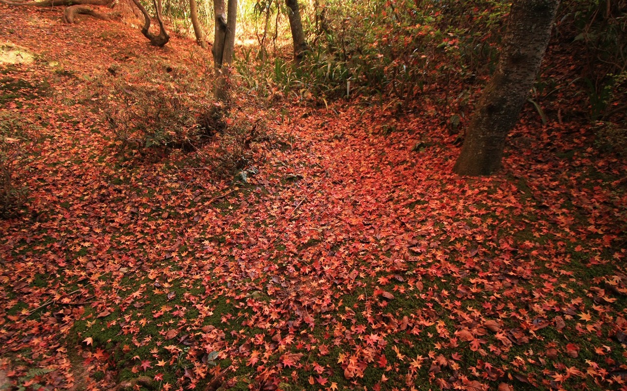 Maple Leaf Tapete gepflasterten Weg #19 - 1280x800