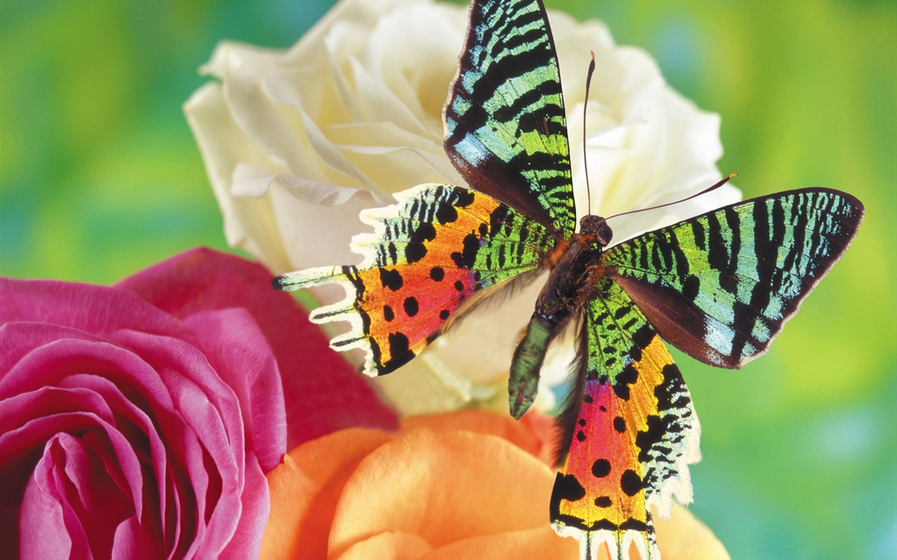 Schmetterlinge und Blumen Wallpaper Album (1) #1 - 1280x800