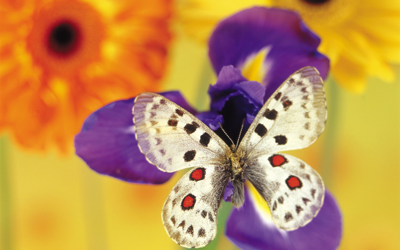 Papillons et fleurs album papier peint (1) #5 - 1280x800