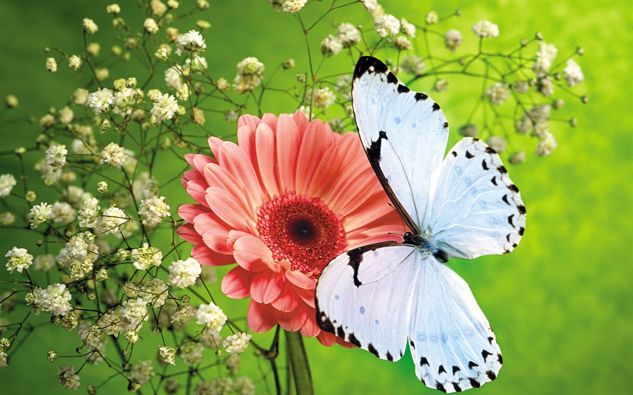 Papillons et fleurs album papier peint (1) #8 - 1280x800