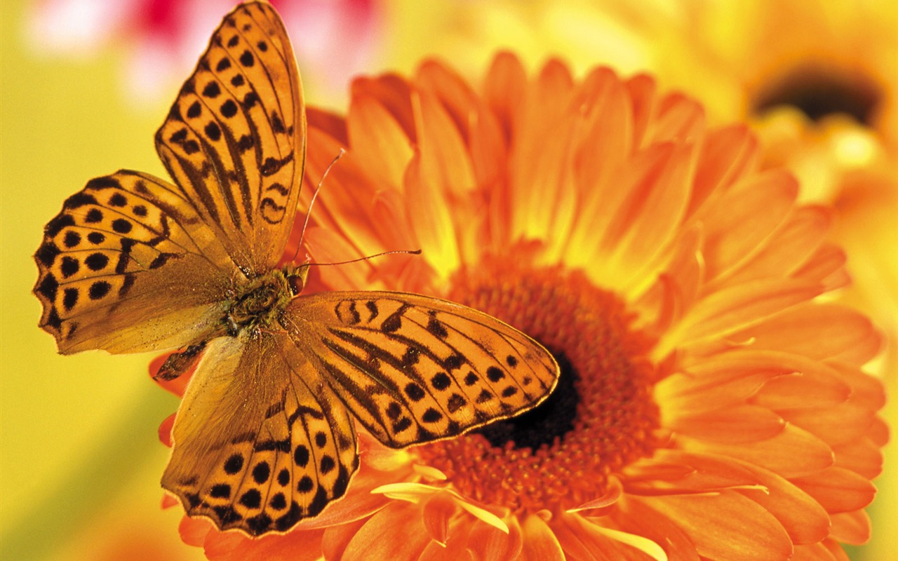 Butterflies and flowers wallpaper album (1) #9 - 1280x800